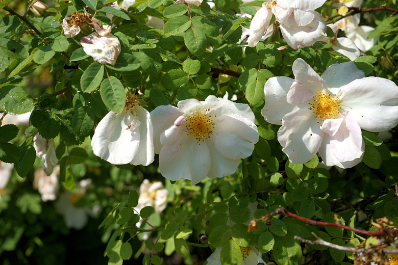 灌木丛白玫瑰