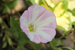 藤本牵牛花