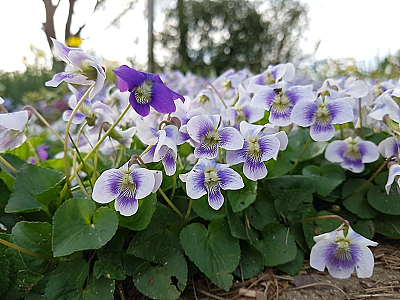 仙客来鲜花素材
