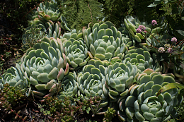 花园绿色多肉植物