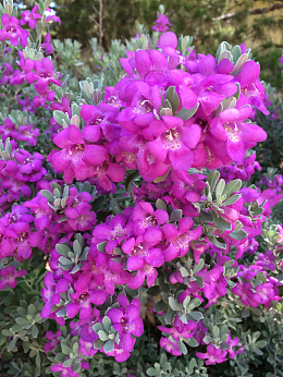 紫色鼠尾草花