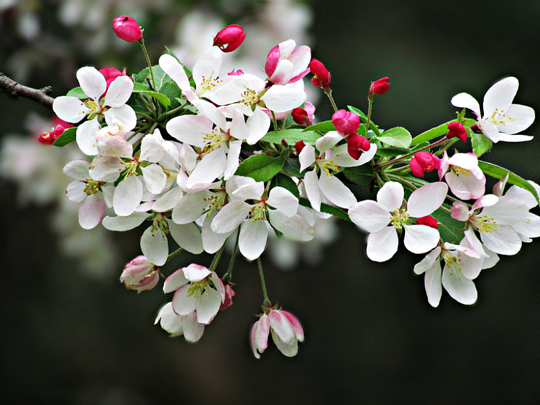 春天白色樱花枝