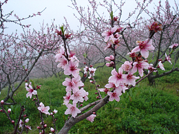 漫山遍野桃花