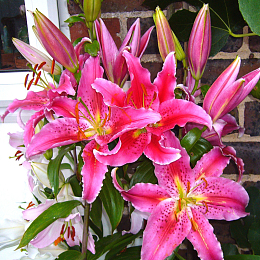 葵百合