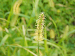 狗尾巴草素材