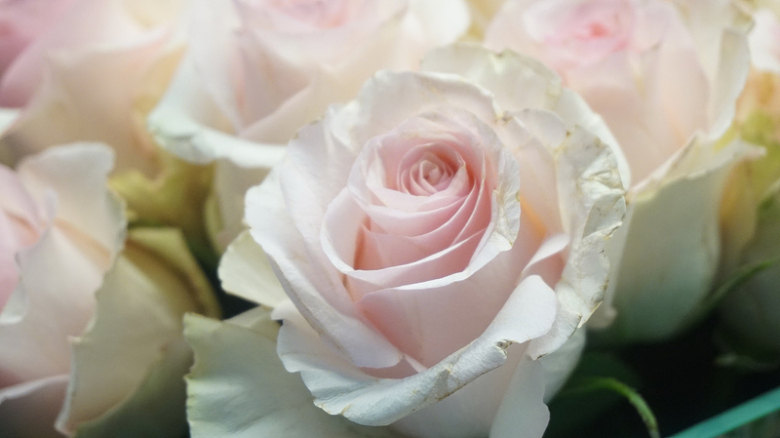 嫩粉色玫瑰花