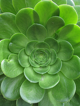 多肉植物莲花掌