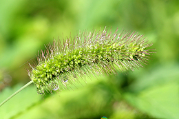 雨后狗尾巴草唯美