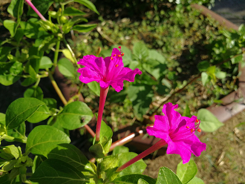 牵牛花唯美