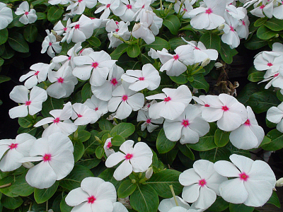 白色长春花