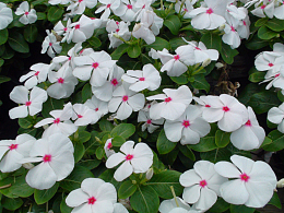 白色长春花