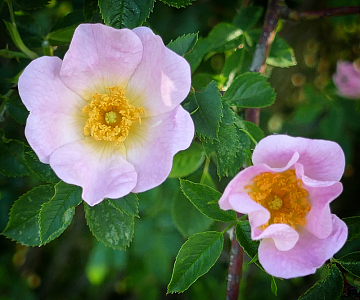 野生玫瑰花