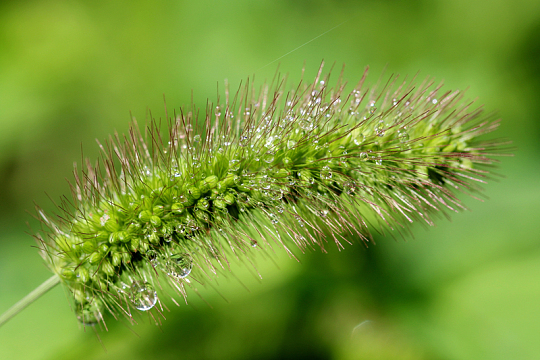 雨后狗尾巴草