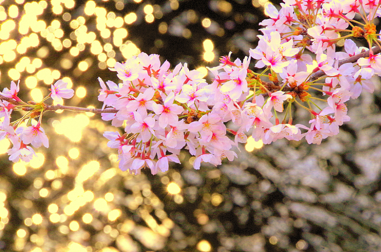 日本唯美樱花枝