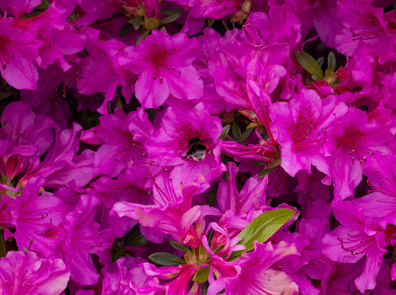 春季杜鹃花