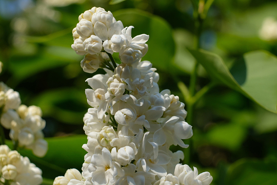 五月丁香花