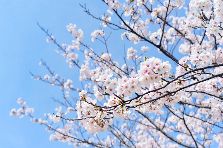 日本樱花唯美意境