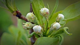 梨花花苞