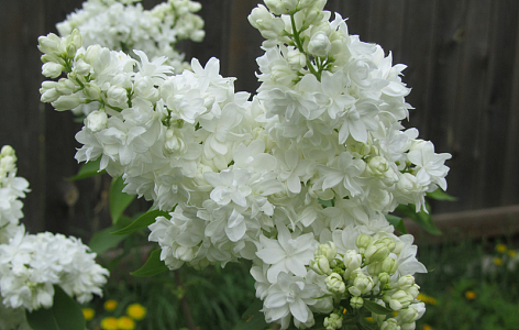 白丁香花高清