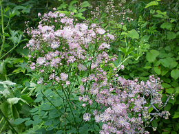 粉紫色野雏菊