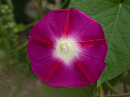 单朵紫红色牵牛花