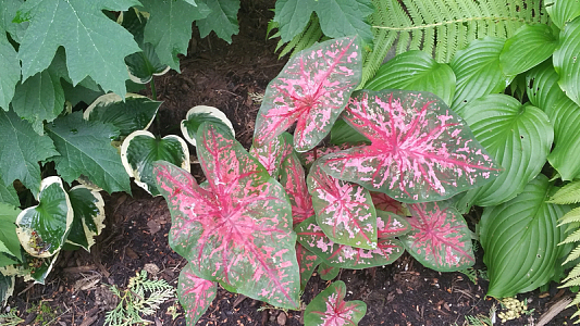 花叶玉簪