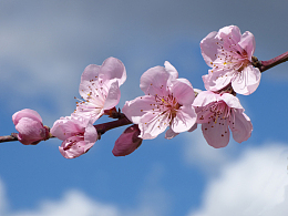 粉色桃花