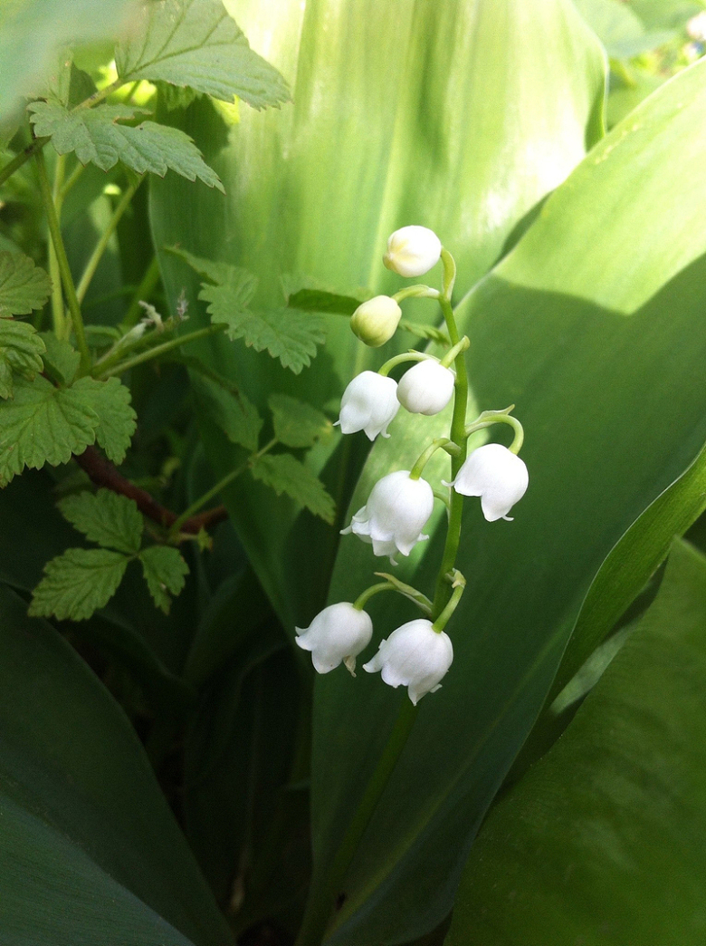 清新白色小花朵
