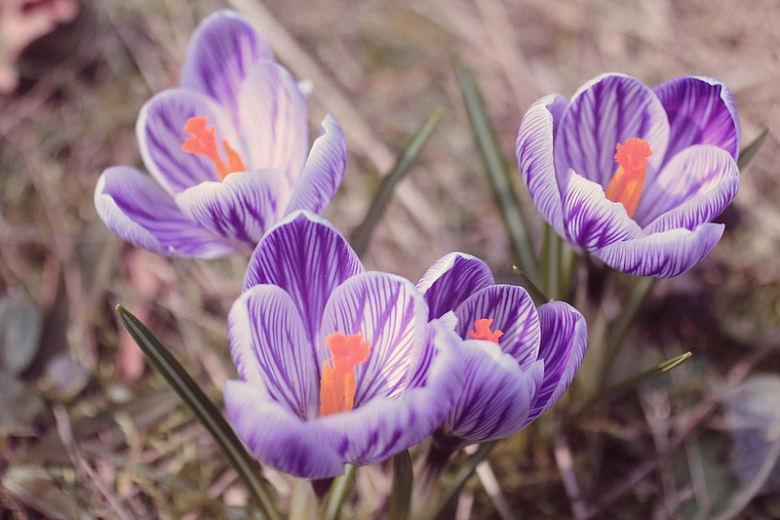 春天紫色藏红花