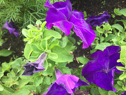 枯萎紫色牵牛花