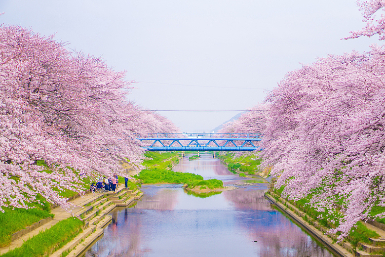 樱花树唯美风景