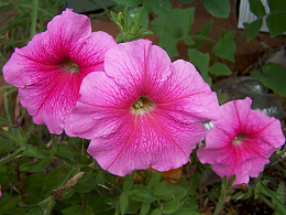 粉红色牵牛花