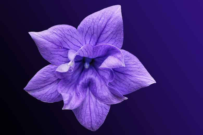 紫色桔梗花花朵