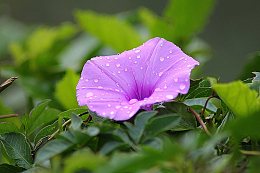 雨后牵牛花
