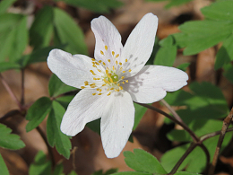 白色野生银莲花