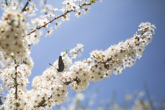 白色苹果树花