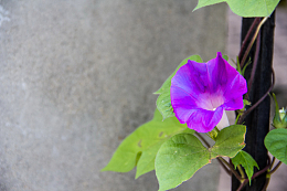 爬藤牵牛花
