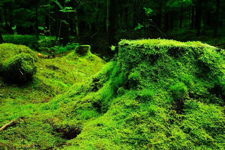 原始森林苔藓