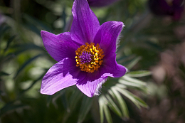 常见白头翁花