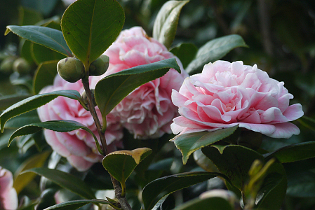 野茶花