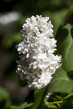 白丁香花