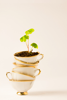 小清新茶杯植物