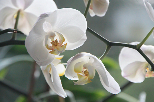 淡雅白色兰花