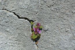 石缝里的花