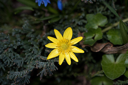 小朵黄花