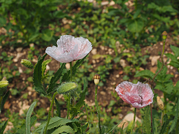 淡粉色罂粟花