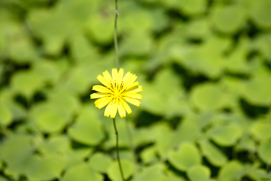 小黄花