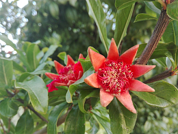 石榴花