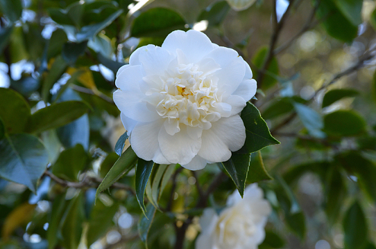 白山茶花