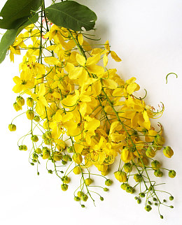 黄色决明子花束